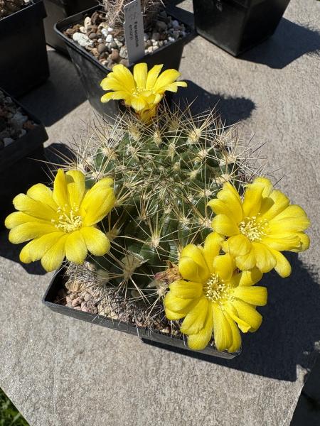 Weingartia lanata